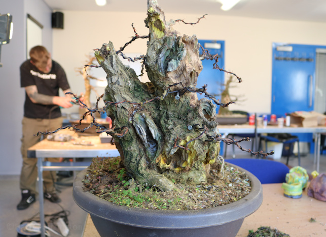 berberis bonsai